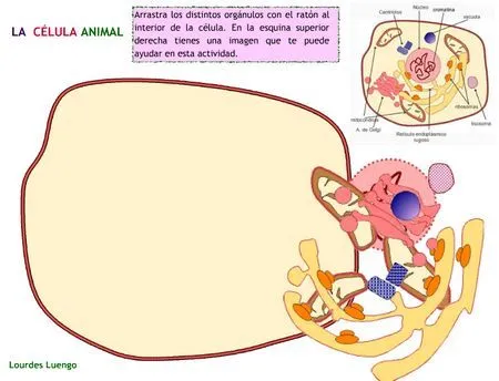 La célula :: ClarínDigital - Quinto | Ciencias | Pinterest