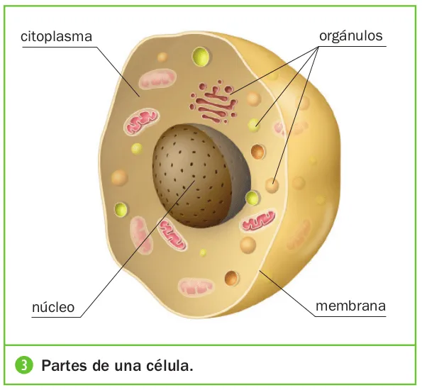 La célula :: ClarínDigital - Quinto