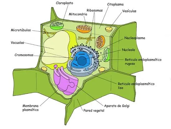 Proyecto Biosfera