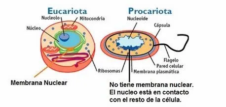 La Celula Eucariota