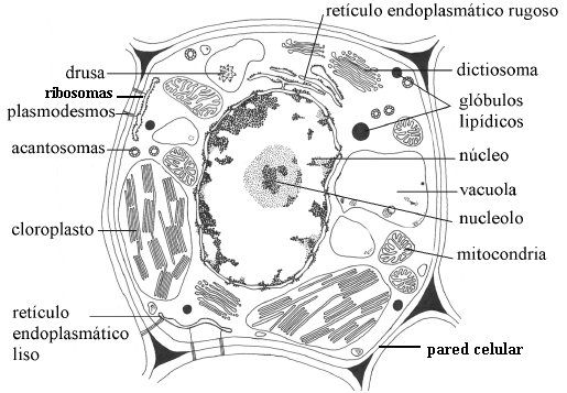 Célula y biomembranas
