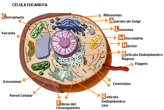 UNA CELULA PROCARIOTA CON TODAS SUS PARTES - Imagui