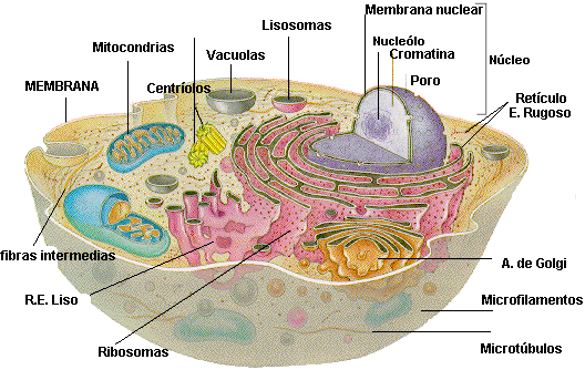 Célula Eucariota: generalidades