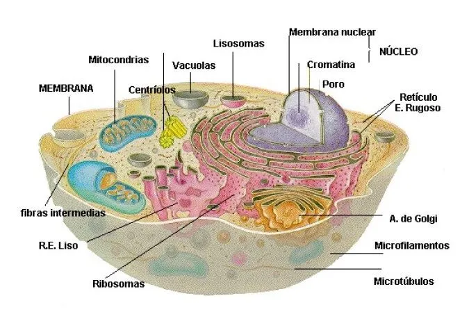 CUERPO HUMANO: DIBUJO DE LA CELULA Y SUS PARTES