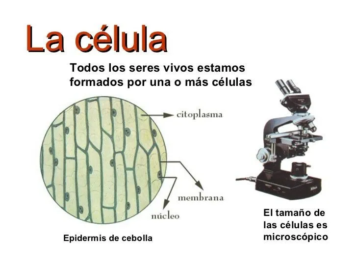 La célula: Introducción