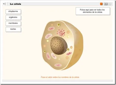 A CÉLULA | JUGANDO Y APRENDIENDO
