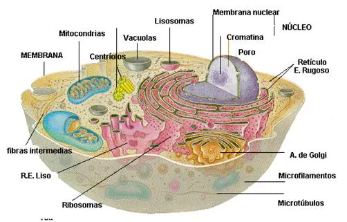 La Célula - Monografias.com