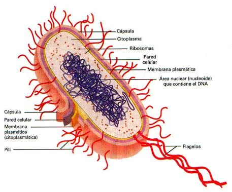 LA CÉLULA y SUS ORGÁNULOS 3.0 | La unidad fundamental de todo ser vivo LA CÉLULA y SUS ORGÁNULOS 3.0 | La unidad fundamental de todo ser vivo