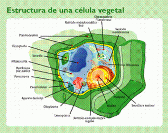 La célula (página 2) - Monografias.