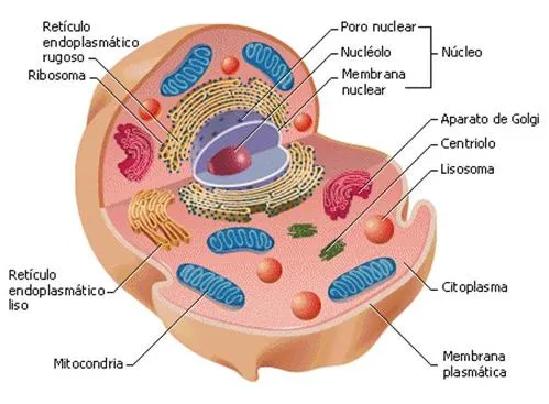 Cómo son las células del ser humano? : Apuntes para Estudiar