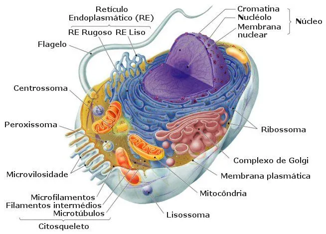 LA CELULA: PARTES DE UNA CELULA