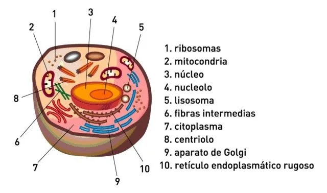 Ciencias Naturales Online » La celula y sus partes