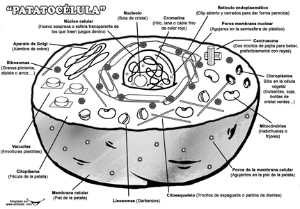 partes célula | Sentada en un pupitre de Primaria