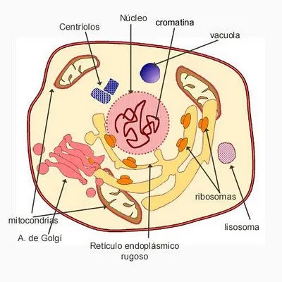 La celula y sus partes para niños - Imagui