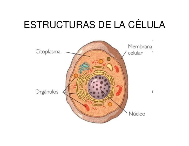 celula-power-point-del-dia- ...