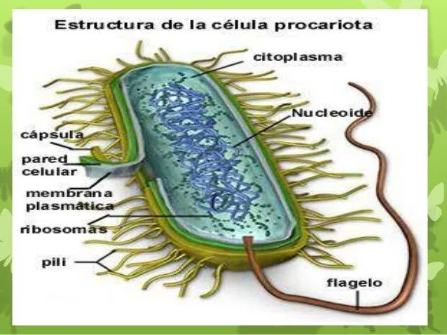 celula procariota