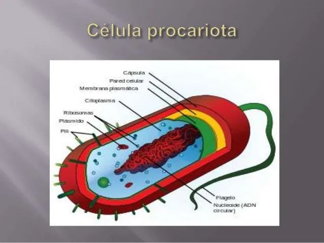 Célula procariota