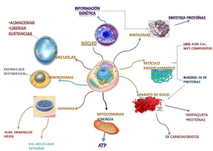 LA CÉLULA Y SUS PARTE PARA SEXTO GRADO 3-3-15 | CIENCIAS PARA TODOS