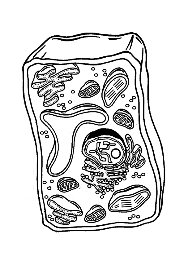 Celula vegetal para colorear | Dibujos para colorear