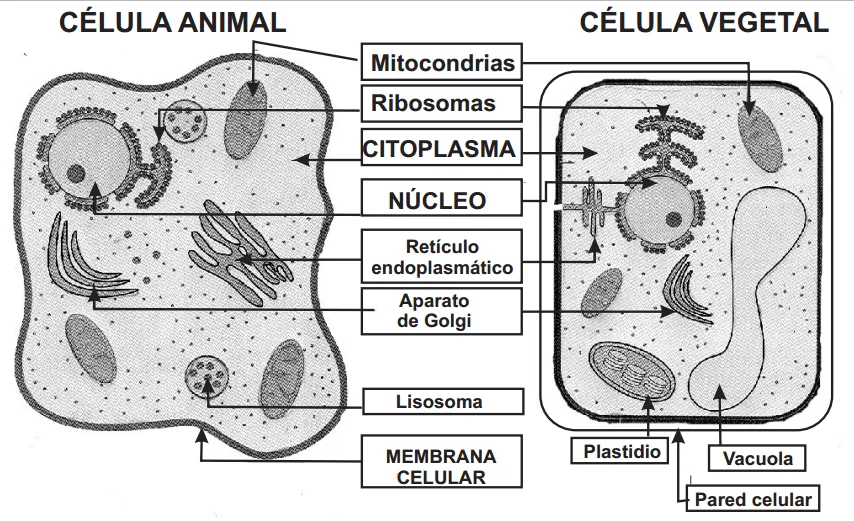 Celula vegetal para colorear para niños de primaria - Imagui Celula vegetal para colorear para niños de primaria - Imagui