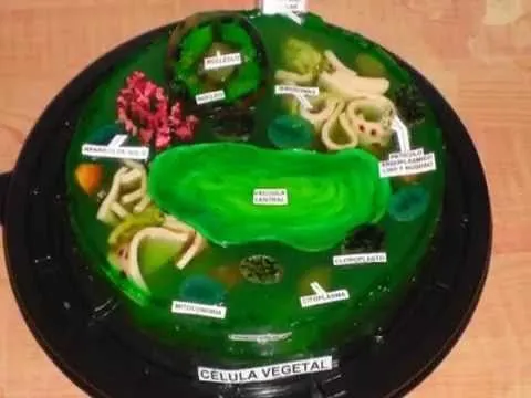 CELULA VEGETAL DE GELATINA !! PLANT CELL IN GELATIN !! - YouTube