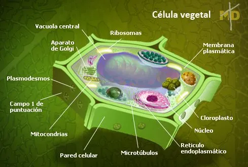 Celula vegetal y sus partes | Ciencias Naturales Online Celula vegetal y sus partes | Ciencias Naturales Online