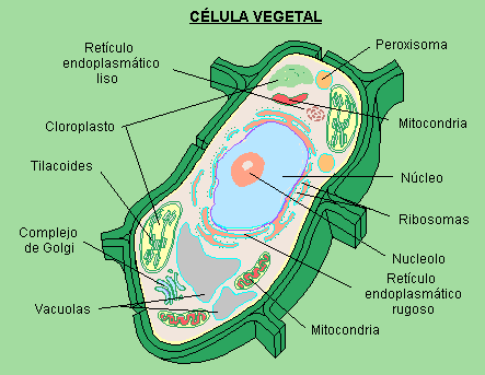 Celula Vegetal Y Sus Partes