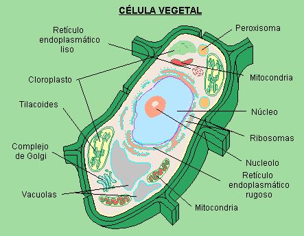 CELULA-VEGETAL.jpg.gif