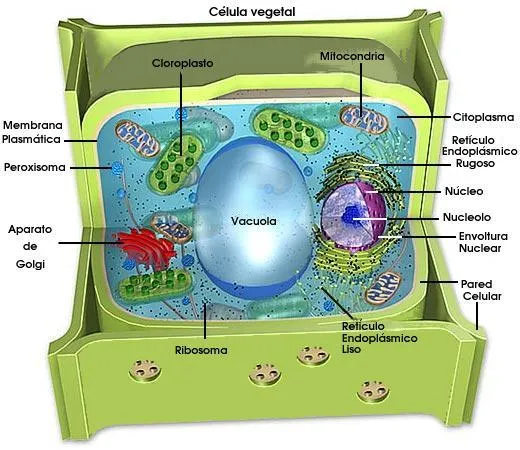 LA CELULA VEGETAL
