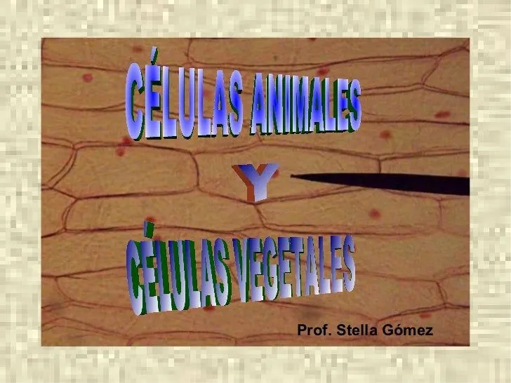 Células animales y vegetales