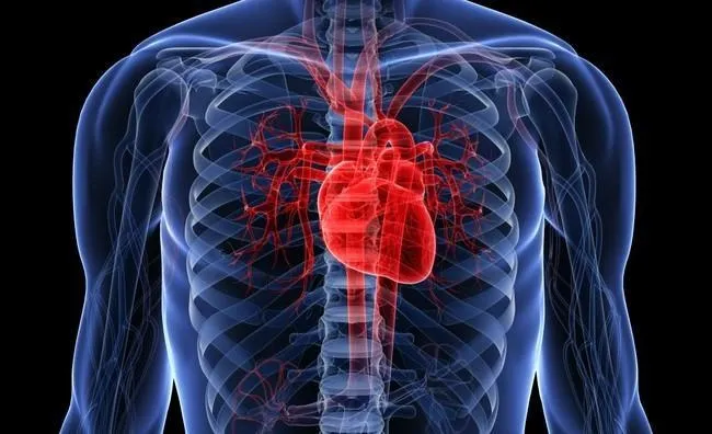 Las células del corazón humano laten incluso injertadas en un ...