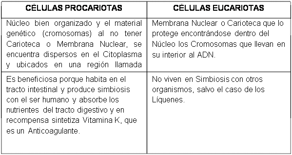 Células ecucariotas y procariostas - Monografias.com