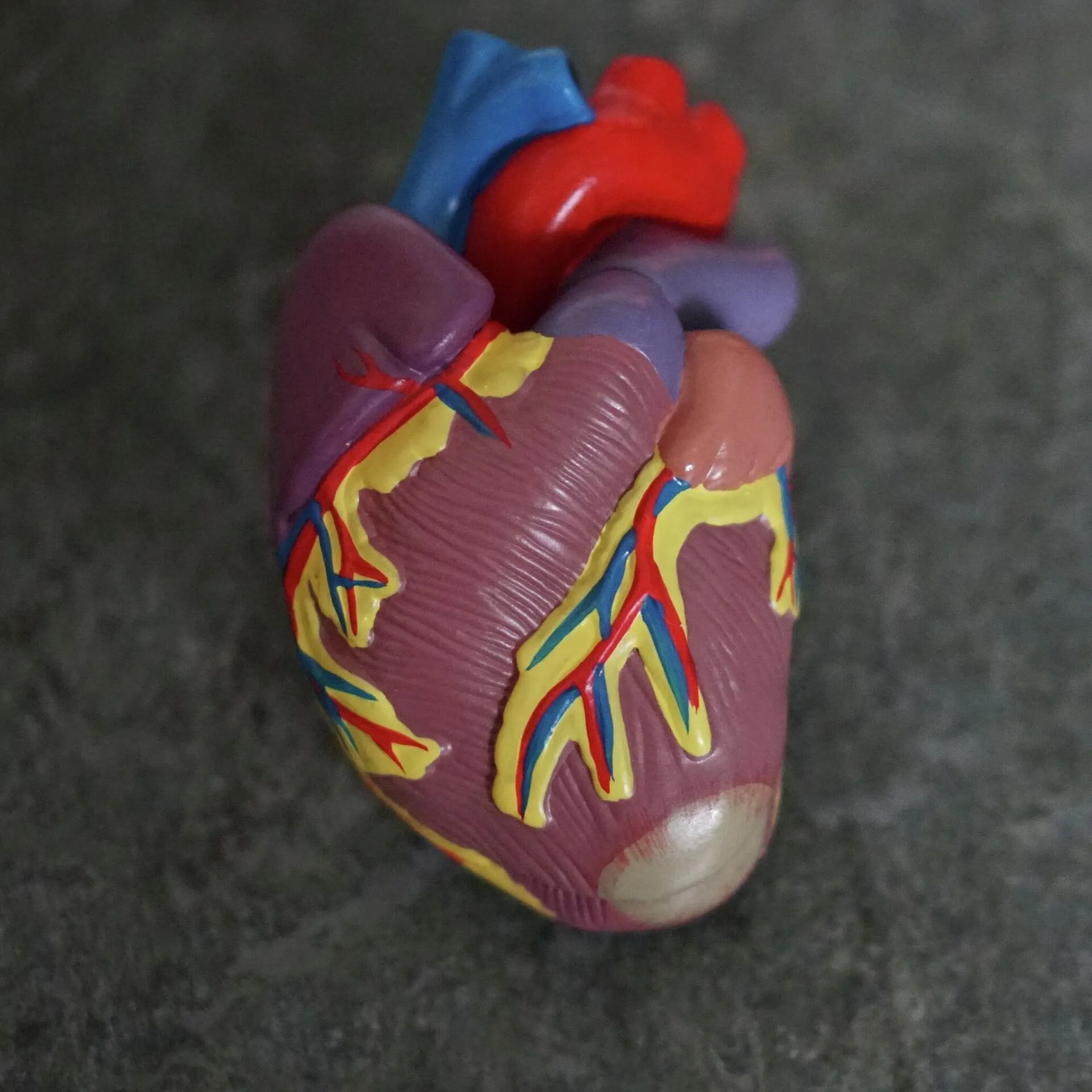 Usan células madre para crear un corazón en miniatura que palpita - 25.05.2021, Sputnik Mundo