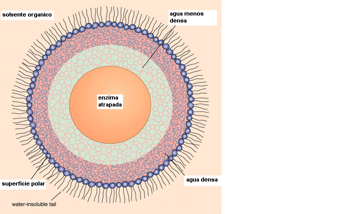 Celulas procariotas