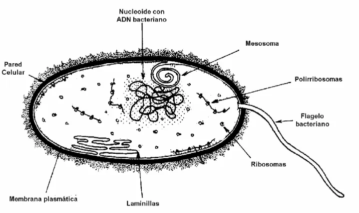 Celulas procariotas. Microbiologia - Monografias.com Celulas procariotas. Microbiologia - Monografias.com