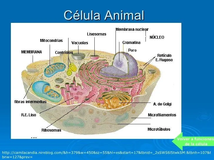 Celulas vegetal y animal