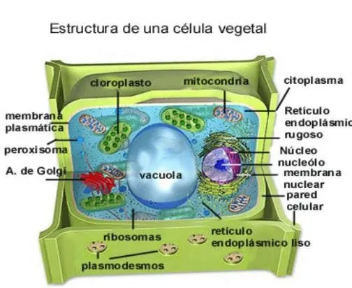 celulavegetal01A.jpg