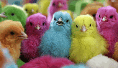 ... uno de estos pollos pintados que se venden en Manila, Filipinas ... uno de estos pollos pintados que se venden en Manila, Filipinas