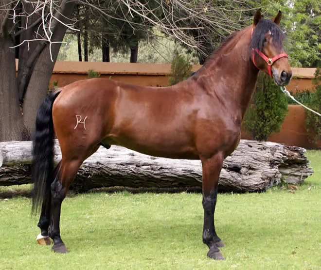 CENTRO ECUESTRE TORDESILLAS: Las Capas y Marcas de los Caballos. CENTRO ECUESTRE TORDESILLAS: Las Capas y Marcas de los Caballos.