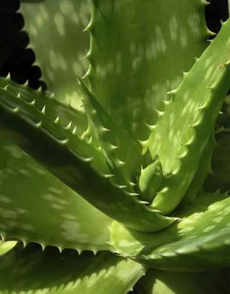 Centro Gnóstico Anael | La salud y las plantas medicinales Centro Gnóstico Anael | La salud y las plantas medicinales