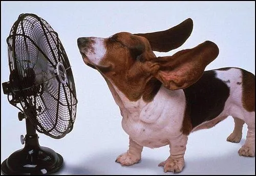 Centro Veterinario Travesía: Golpe de calor Centro Veterinario Travesía: Golpe de calor