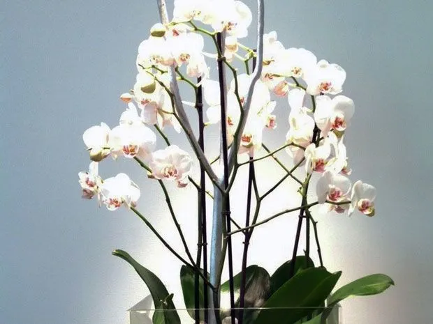 Centros con Orquideas, muy elegantes. Centros de Orquideas en Granada