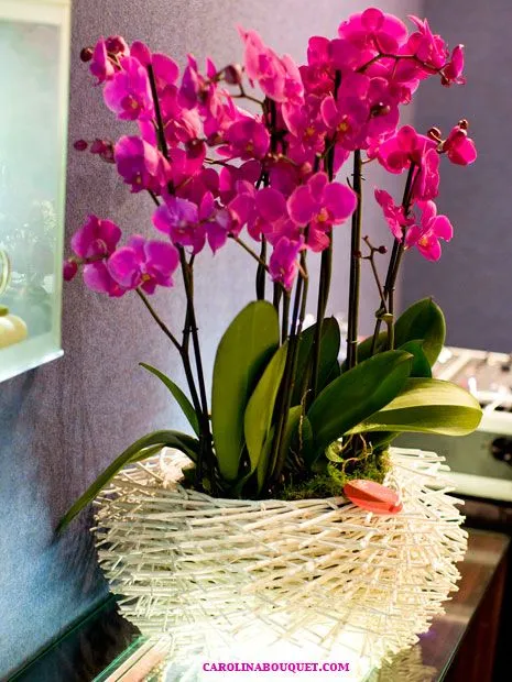 Centros con Orquideas, muy elegantes. Centros de Orquideas en Granada