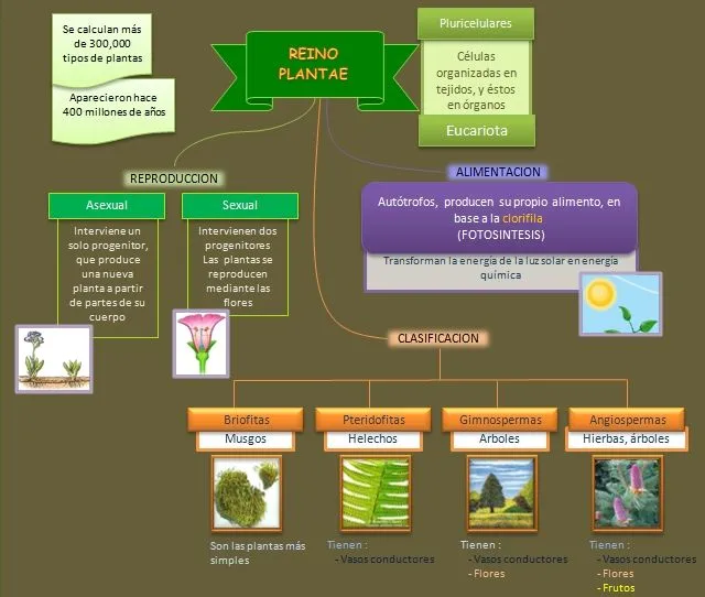 Esquema: Reino Plantae | Esquemas, diagramas, gráficos y mapas ...