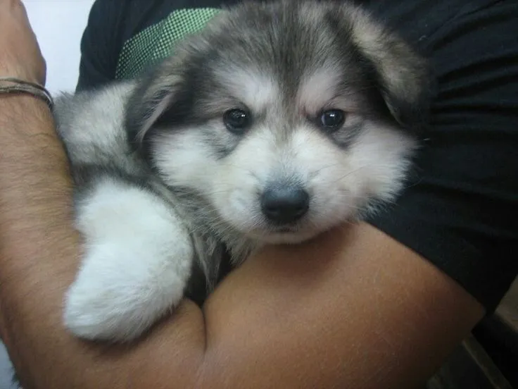 Cerbero bebe Alaska Malamute | Cerbero | Pinterest | Alaska and Bebe Cerbero bebe Alaska Malamute | Cerbero | Pinterest | Alaska and Bebe