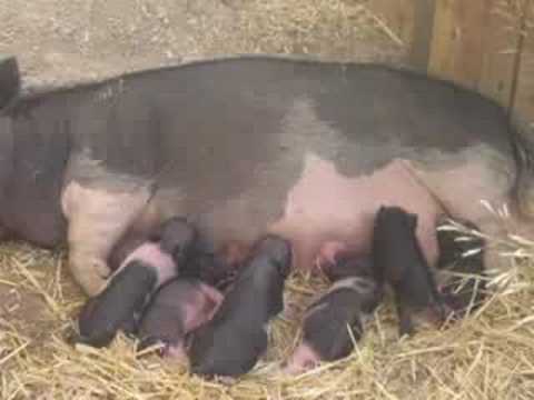 mi cerdita y sus bebes - YouTube
