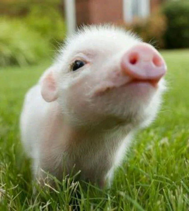 Mi cerdito | ANIMALES | Pinterest