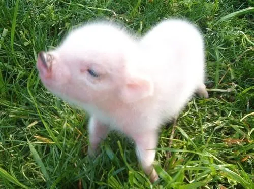 cerdito bebe ♥ | Adoro a los cochinitos <3 | Pinterest | Piglets ...