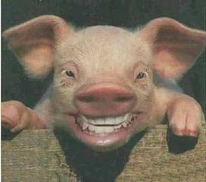 el cerdito chistoso muxuflushu - YouTube