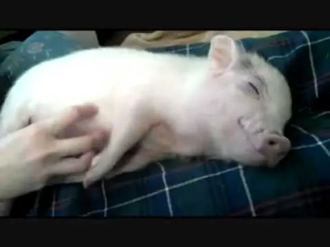 Cerdito disfrutando de caricias - YouTube